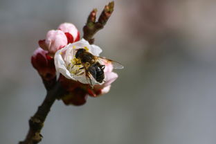 蜜蜂结果